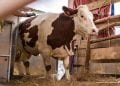ELEVAGE – Les autorités proposent la vache laitière importée à 10 millions d&rsquo;ariary l&rsquo;unité