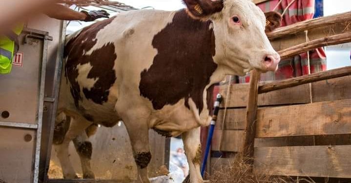 ELEVAGE – Les autorités proposent la vache laitière importée à 10 millions d&rsquo;ariary l&rsquo;unité