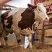 ELEVAGE – Les autorités proposent la vache laitière importée à 10 millions d&rsquo;ariary l&rsquo;unité