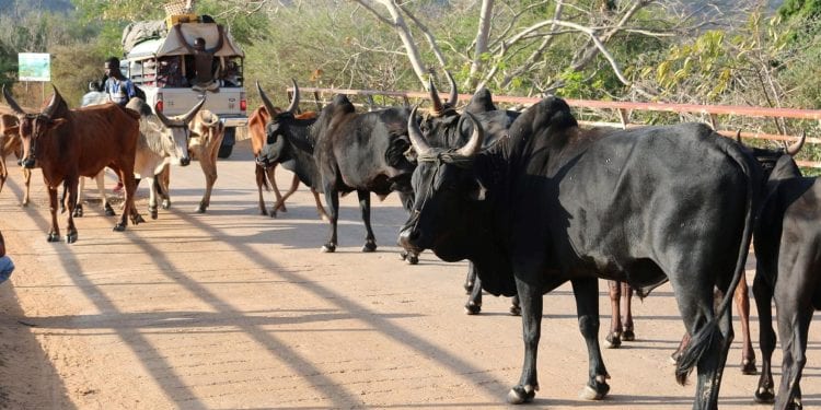 EPIZOOTIE – Le ministère de l’Agriculture et de l’élevage met en garde contre une maladie diarrhéique bovine inconnue qui atteint 15 régions de la Grande île