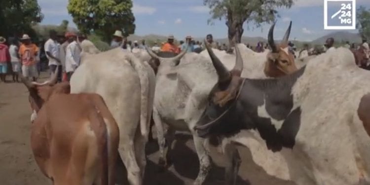 EPIZOOTIE – La maladie diarrhéique bovine qui menace la Grande île en onze questions