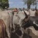 EPIZOOTIE – La maladie diarrhéique bovine qui menace la Grande île en onze questions