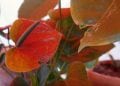 JARDINAGE – Quelle plante pour quelle pièce de la maison ?