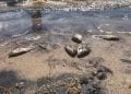 ENVIRONNEMENT – Les investigations pour élucider la cause de la mort des poissons autour du seuil déversoir de QMM à Taolagnaro confiées à l’Institut national des sciences et techniques nucléaires