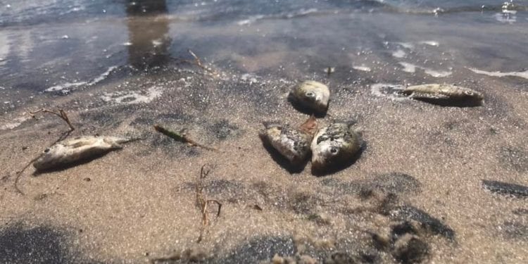 ENVIRONNEMENT – Les investigations pour élucider la cause de la mort des poissons autour du seuil déversoir de QMM à Taolagnaro confiées à l’Institut national des sciences et techniques nucléaires
