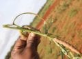 AGRICULTURE – Les autorités misent davantage sur la lutte biologique contre les chenilles voraces dans le Sud et appellent au soutien technique et financier des partenaires