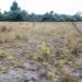 ENVIRONNEMENT – Un taux de survie de 85 % des jeunes plants mis en terre lors du lancement officiel de la campagne de reboisement 2022 à Mahanoro, selon le ministère de l’Environnement