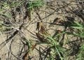 AGRICULTURE – Au moins quatre régions attaquées par les criquets, les autorités se veulent rassurantes et font part de 125.000 ha de superficies traités contre les insectes