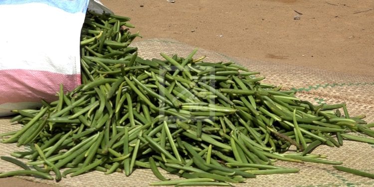 COMMERCE – Démarrage difficile de la campagne de commercialisation de la vanille verte dans le Sofia et le Diana