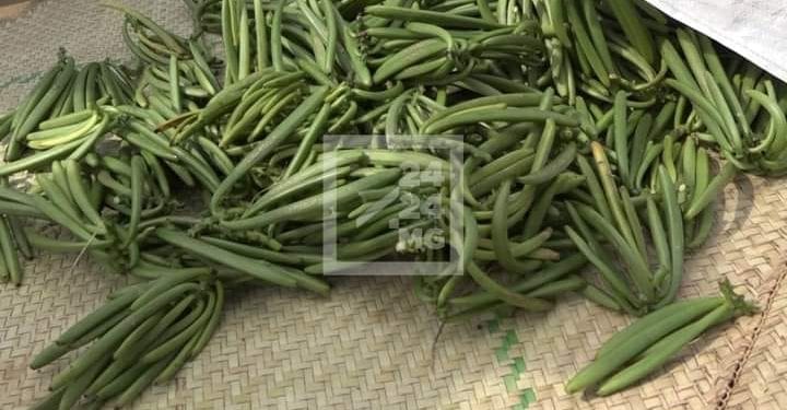 COMMERCE – Le district d&rsquo;Ambanja inaugure le début de la campagne de commercialisation de la vanille verte pour 2022, les paysans proposent leur produit à 160.000 ariary