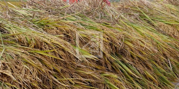 COMMERCE – Le prix du paddy à 1.150 ariary le kilo dans l’Alaotra