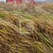 COMMERCE – Le prix du paddy à 1.150 ariary le kilo dans l’Alaotra