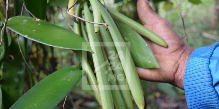 AGRICULTURE – Des associations et des coopératives de planteurs de vanille de la Sava et d’Analanjirofo réclament l’augmentation du nombre de leurs représentants au sein du Conseil national de la vanille afin de mieux faire entendre leur voix