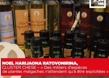 NOEL HARIJAONA RATOVONIRINA, CLUSTER CHESE – « Des milliers d’espèces de plantes malgaches n’attendent qu’à être exploitées »
