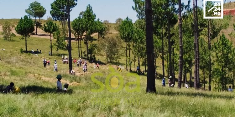 ENVIRONNEMENT – Mboahangy Andriamihamisoa ou la bataille pour la forêt alimentaire