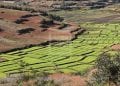INCLUSION FINANCIÈRE – Un projet pilote d’assurance agricole pour le riz, le maïs, la vanille et le girofle prévu à partir du début de l’année prochaine