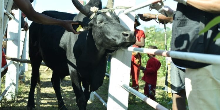 FILIÈRE BOVINE – 14.675 boucles électroniques à poser dans les districts de Tolagnaro et d’Amboasary Sud pour l’identification et la traçabilité des bovidés