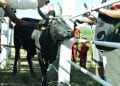 FILIÈRE BOVINE – L’opération de bouclage électronique pour l’identification et la traçabilité des bovidés élargie au-delà des quatre régions pilotes avec 100.000 paires de boucles électroniques déjà disponibles