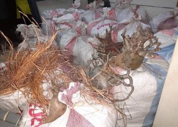 TRAFIC DE RESSOURCES NATURELLES – Un véhicule transportant 20 sacs de baobab nain intercepté à Ihosy