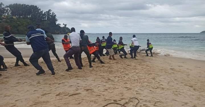 ENVIRONNEMENT – Au moins huit baleines échouées sur les plages malgaches en 2022, le ministère de la Pêche et de l’économie bleue annonce l’ouverture d’une étude scientifique pour identifier les causes de ce phénomène