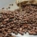 PRODUIT DE RENTE – Près de 15.000 tonnes de cacao exportés par Madagascar en 2021 pour une valeur d’exportation de 24,5 millions de dollars, selon le ministère en charge du Commerce