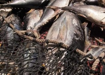 RESSOURCES HALIEUTIQUES – Un droit d&rsquo;accès de 220 euros par tonne de thon capturé dans les eaux malgaches par les bateaux européens, le Conseil des ministres donne son feu vert à la signature du onzième accord de pêche avec l&rsquo;Union européenne