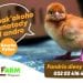 Eh! Fandrio dieny zao ny zanak’akoho iray andro MAH’ATODY-souche Hyline- ilay nahafapo antsika mpiompy akoho mpanatody lava hatrizay 😉 Antsoy ary ny +261320347646 #agrifarm #mahafapo_tokoa #mahatody