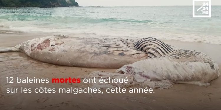 ENVIRONNEMENT – 12 baleines échouées sur les côtes malgaches depuis le début de l’année, les autorités comptent en découvrir les causes éventuelles