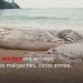 ENVIRONNEMENT – 12 baleines échouées sur les côtes malgaches depuis le début de l’année, les autorités comptent en découvrir les causes éventuelles