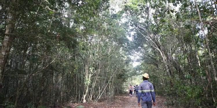BIODIVERSITÉ – Les habitants de Tolagnaro au chevet des lémuriens et participent à un projet de restauration de leur habitat naturel