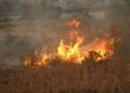 ENVIRONNEMENT – 80 ha du Parc National de Zombitse-Vohibasia dévorés par les flammes selon Madagascar National Park, un autre départ de feu constaté dans la forêt d’Ambalabe