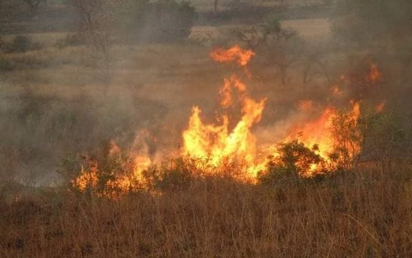 ENVIRONNEMENT – 80 ha du Parc National de Zombitse-Vohibasia dévorés par les flammes selon Madagascar National Park, un autre départ de feu constaté dans la forêt d’Ambalabe