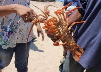 RESSOURCES HALIEUTIQUES – Fermeture de la pêche aux langoustes jusqu&rsquo;en fin Décembre 2022 pour les régions d&rsquo;Atsinanana, d&rsquo;Analanjirofo, de Sava, de Diana, de Sofia, de Boeny, de Melaky, de Menabe et d&rsquo;Atsimo Andrefana