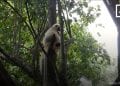 ENVIRONNEMENT – Le rapport « Planète vivante 2022 » du WWF déplore que la biodiversité de Madagascar continue de décliner
