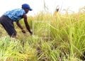 RIZICULTURE – L’Etat estime à 1,423 milliard de dollars de coût de la remise en état des périmètres irrigués de la Grande île, dont 1,216 milliard de dollars encore à rechercher d’après le Plan émergence de Madagascar