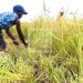 RIZICULTURE – L’Etat estime à 1,423 milliard de dollars de coût de la remise en état des périmètres irrigués de la Grande île, dont 1,216 milliard de dollars encore à rechercher d’après le Plan émergence de Madagascar
