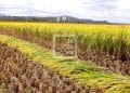 AGRICULTURE – La Banque mondiale estime à 141,4 millions de dollars par an les pertes de production agricole dues à l’érosion et à la dégradation des terres à Madagascar