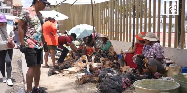 FETES DE FIN D’ANNEE – Le marché de la volaille peine à démarrer