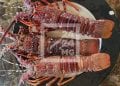 La pêche et la vente de langouste prohibées pendant trois mois dans cinq régions