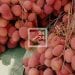 COMMERCE EXTERIEUR – La quantité de litchis exportés par Madagascar en hausse, les prix restés stables