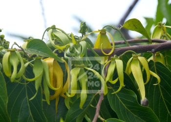 COMMERCE EXTÉRIEUR – Madagascar sur le point de devenir le plus grand producteur d&rsquo;Ylang Ylang du monde