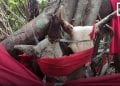 DÉCOUVERTE – L’arbre sacré de Nosy Be ou l’arbre des vœux
