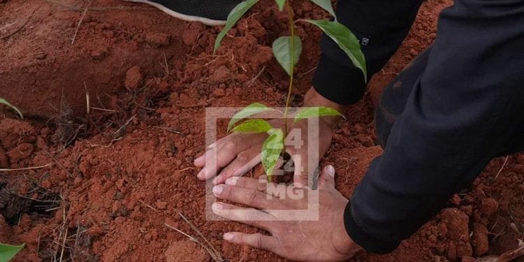 ENVIRONNEMENT – Report du lancement officiel de la campagne de reboisement 2023 à Ilaka Est