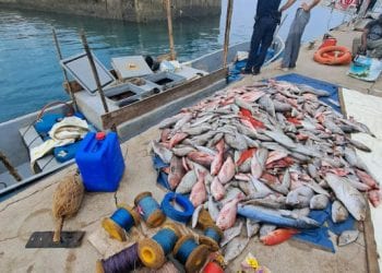 RESSOURCES HALIEUTIQUES – Des tonnes de poisson congelés achetés à Madagascar saisis à Mayotte
