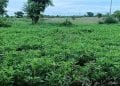 AGRICULTURE – Le gouverneur de l’Androy mise sur une année sans « kere » dans sa région en raison de l’abondance des pluies