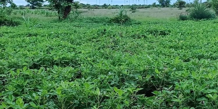 AGRICULTURE – Le gouverneur de l’Androy mise sur une année sans « kere » dans sa région en raison de l’abondance des pluies