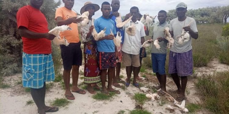 Toliara – Des dizaines de cadavres de pailles en queue retrouvés sur l&rsquo;île de Nosy Ve