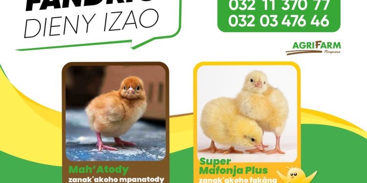 Fandrio dieny izao ny zanak&rsquo;akoho foy iray andro an&rsquo;ny AGRIFARM, na ho an&rsquo;ny zanak&rsquo;akoho mpanatody lava MAH&rsquo;ATODY na zanak&rsquo;akoho fakàna nofo SUPER MAFONJA PLUS. Aza misalasala miantso mivantana ny 📞 032 03 476 46