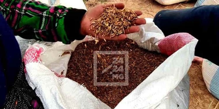 AGRICULTURE – Le ministère en charge du Commerce estime que le kilo du paddy ne doit pas être inférieur à 1 800 ariary le kilo