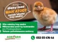 Ny zanak’akoho manatody iray andro Mah’Atody vokarin’ny AGRIFARM dia azonao fandrihana mivantana any amin’ny 032 03 476 46.